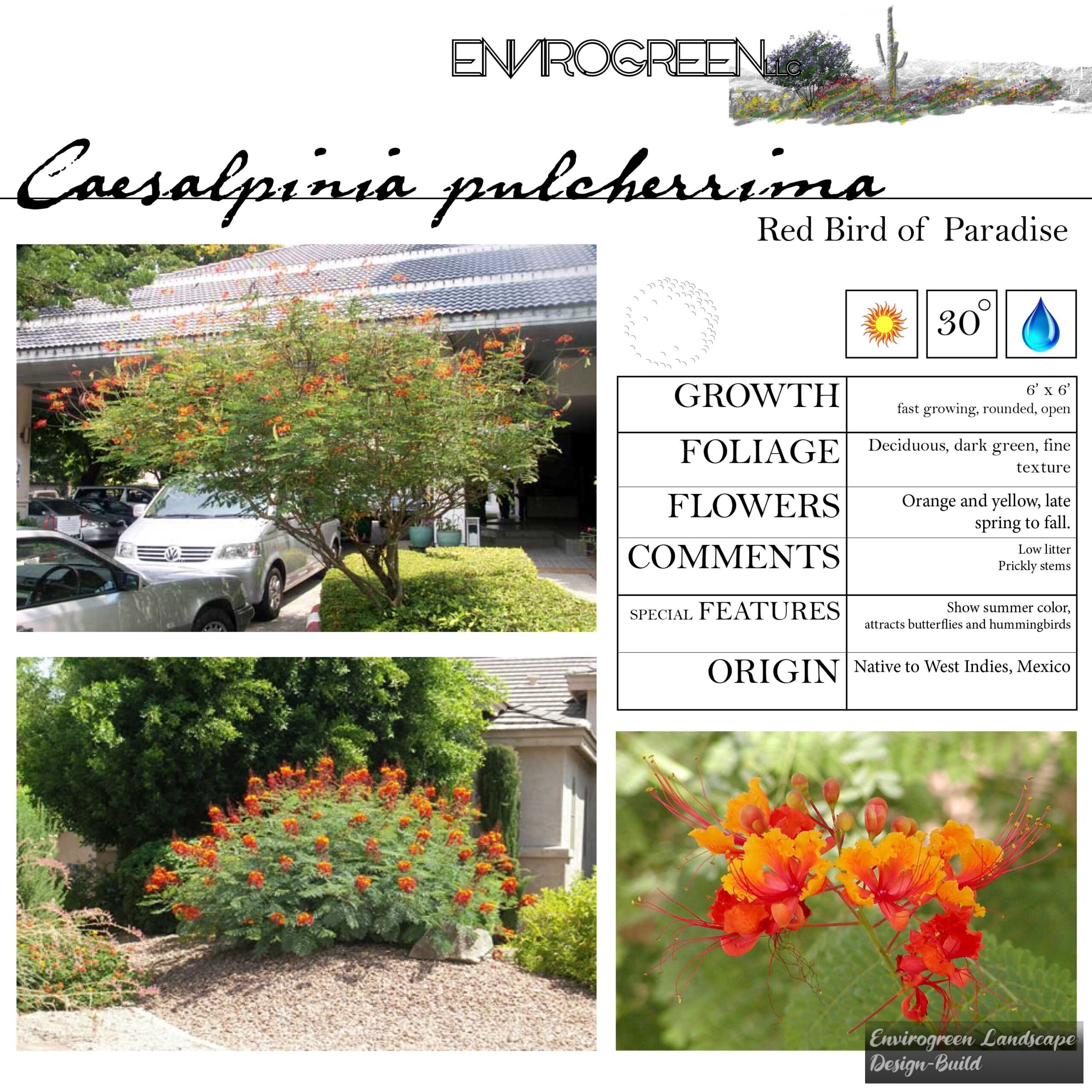 Caesalpinia pulcherrima