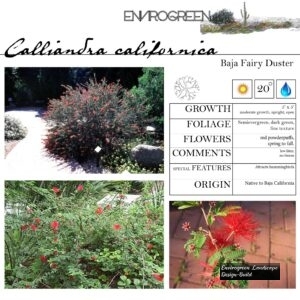 Calliandra-californica-Baja-Fairy-Duster-scaled-1.jpg