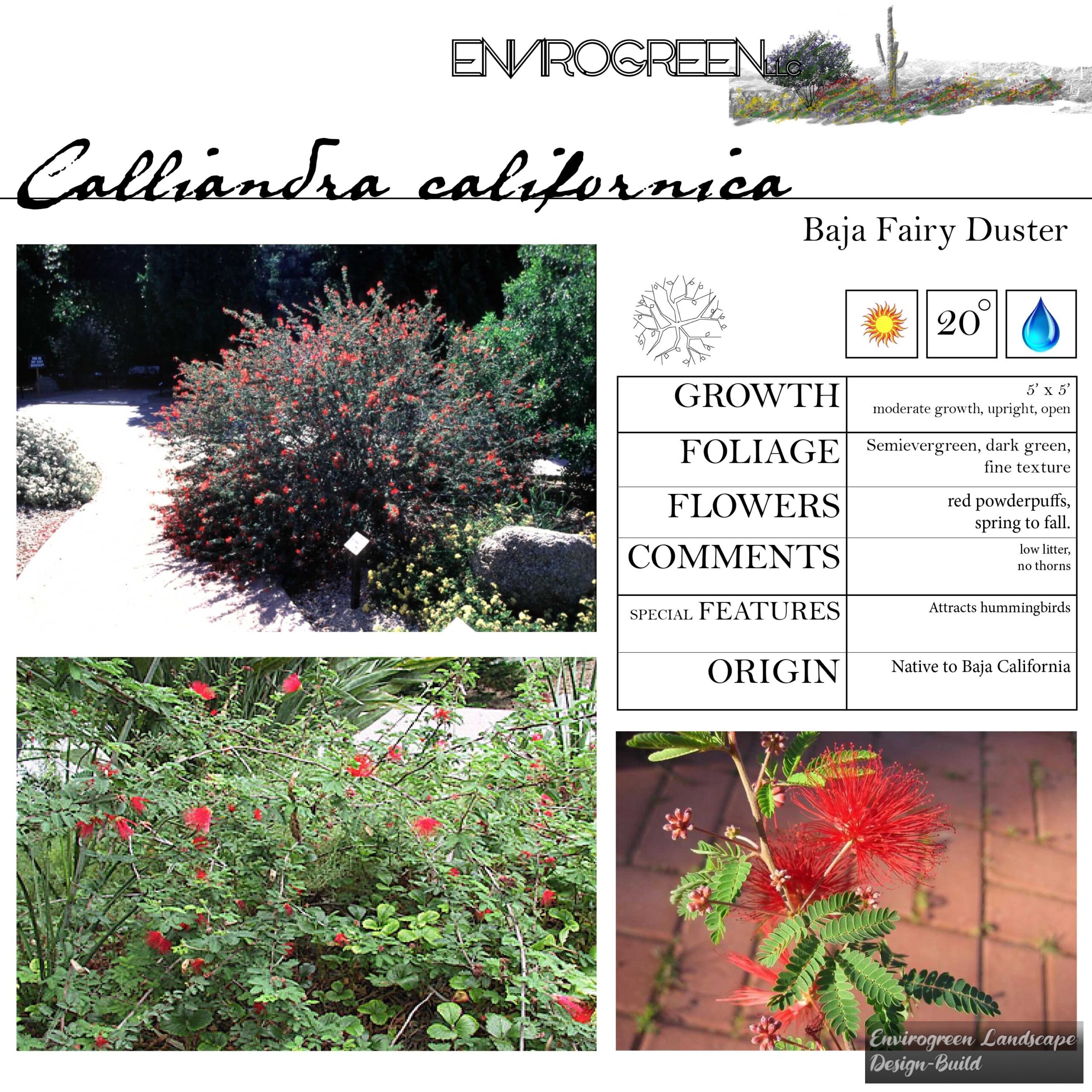Calliandra californica