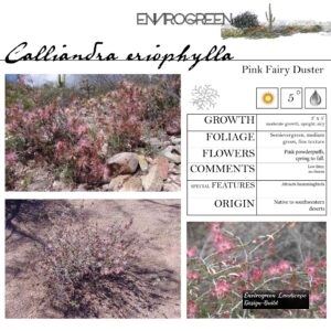 Calliandra-eriophylla-Pink-Fairy-Duster-scaled-1.jpg
