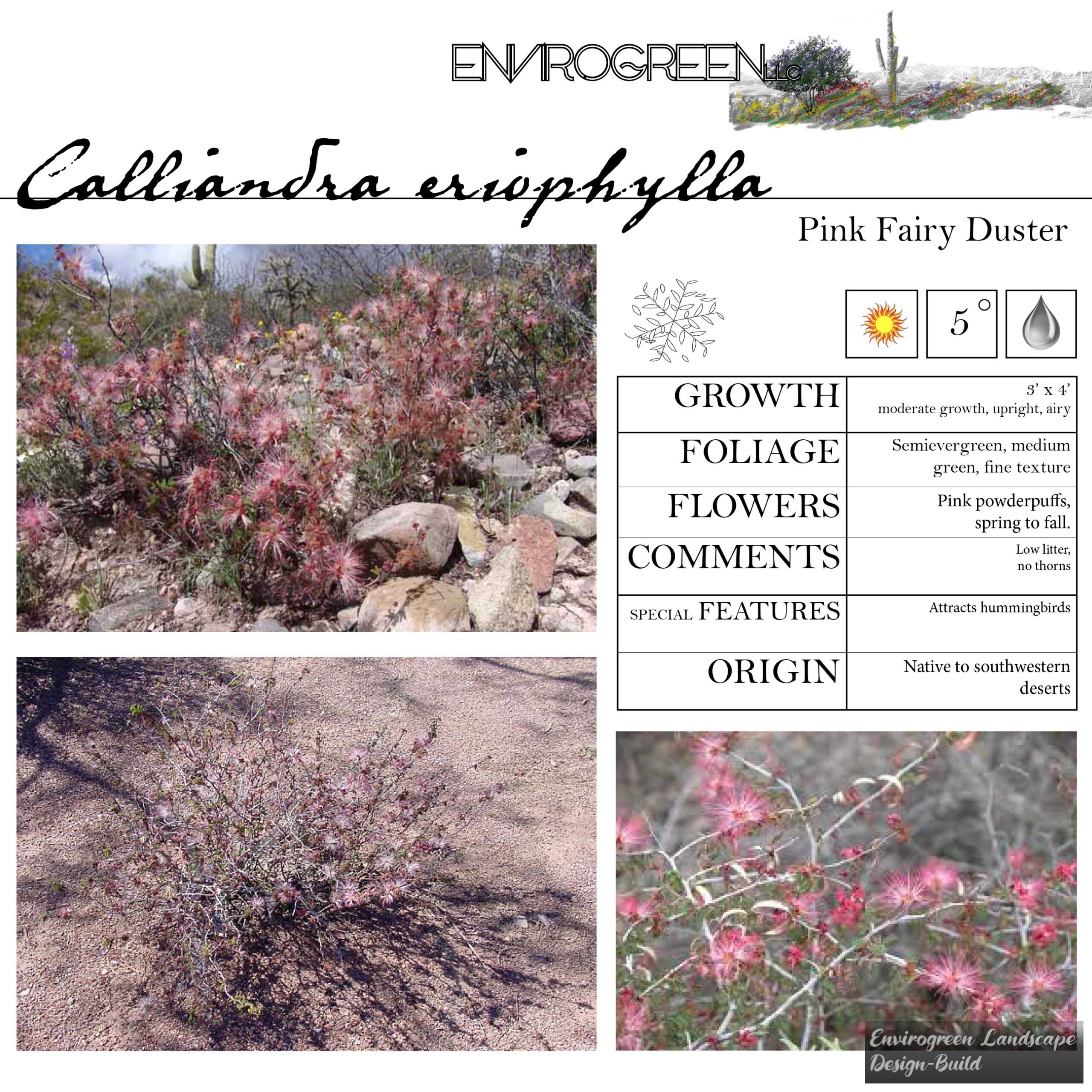 Calliandra eriophylla