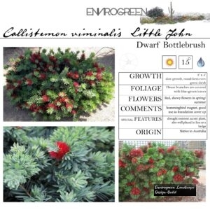 Callistemon-viminalis-_Little-John_-Dwarf-Bottlebrush-scaled-1.jpg