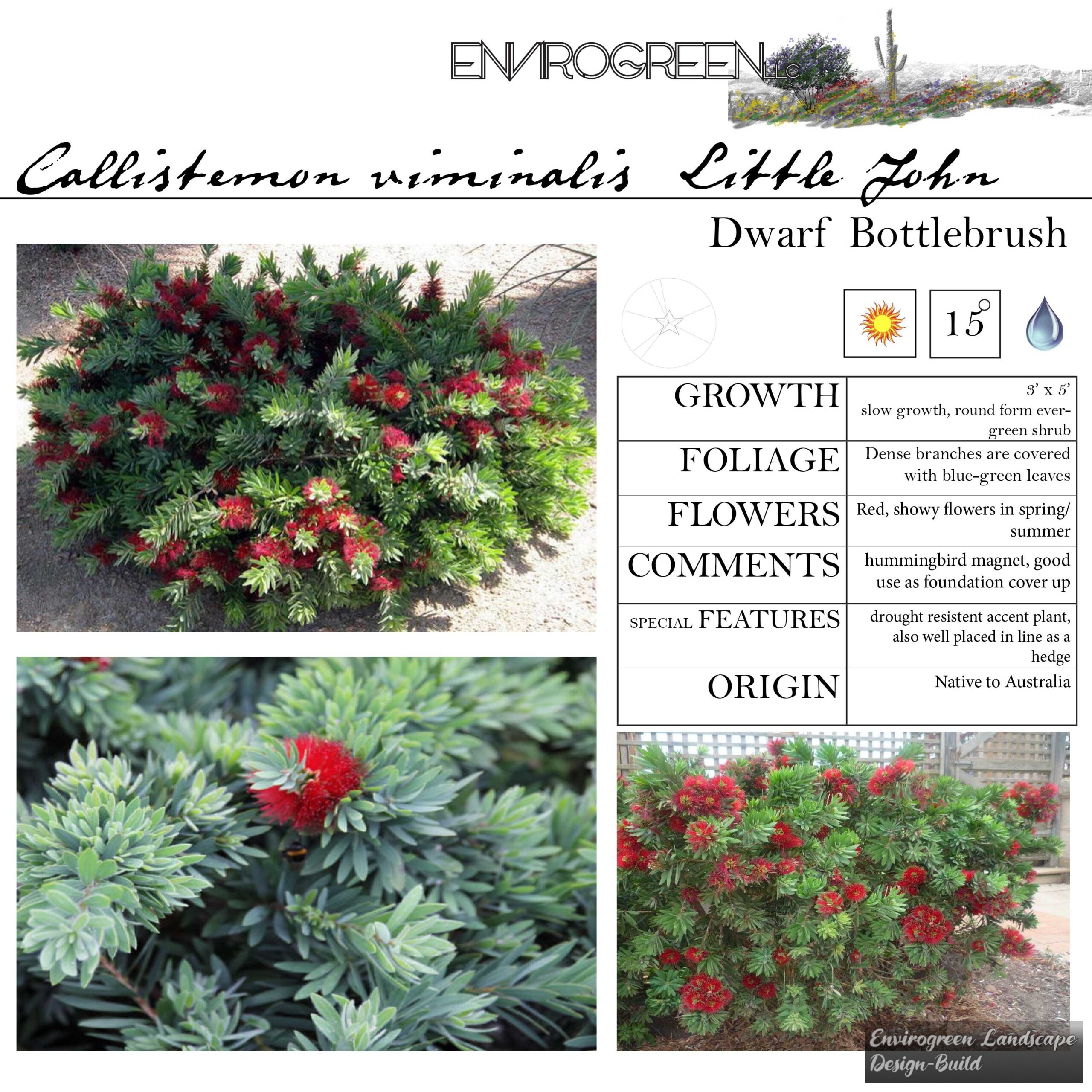 Callistemon viminalis Little John