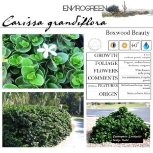 Carissa-grandiflora-Boxwood-Beauty-scaled-1.jpg