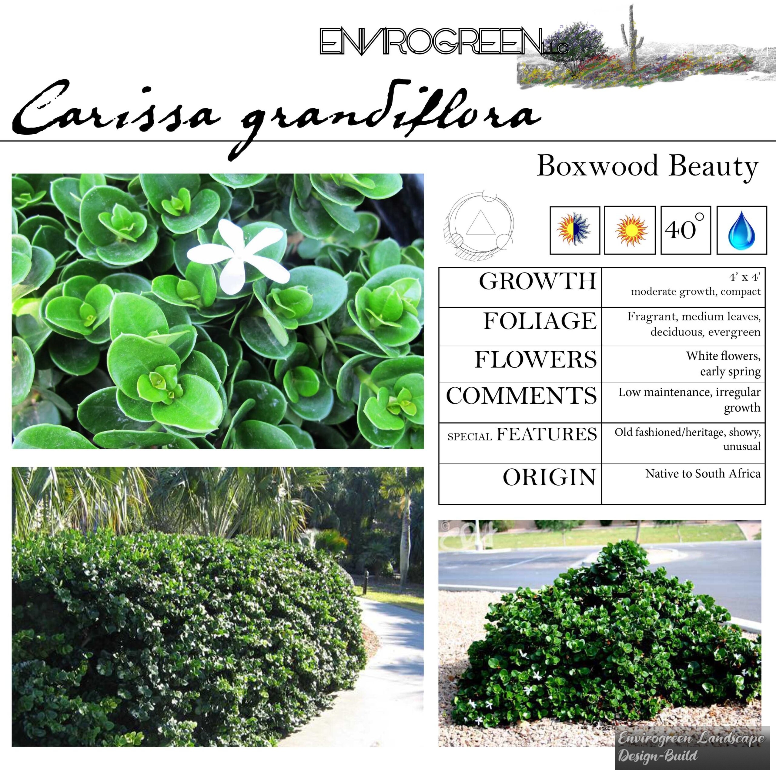 Carissa grandiflora