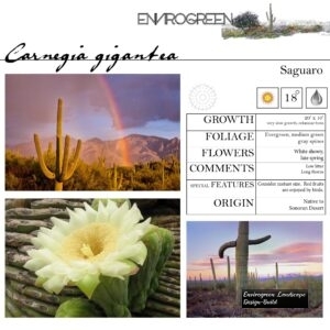Carnegia-gigantea-Saguaro-scaled-1.jpg