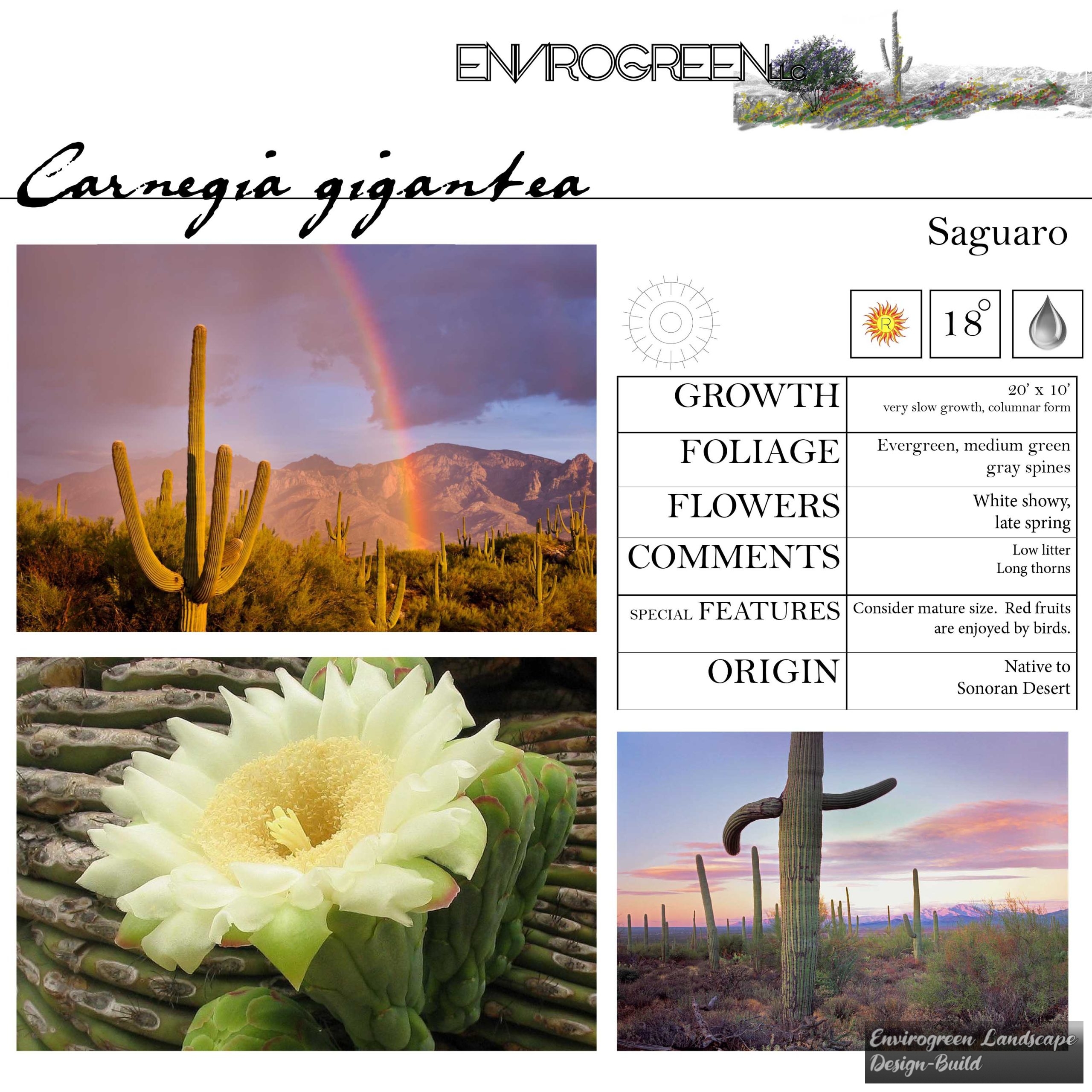 Saguaro