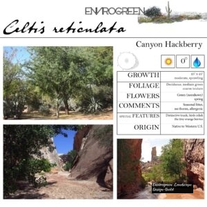 Celtis-reticulata-Canyon-Hackberry-scaled-1.jpg