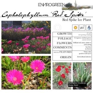 Cephalophyllum-_Red-Spike_-Red-Spike-Ice-Plant-scaled-1.jpg