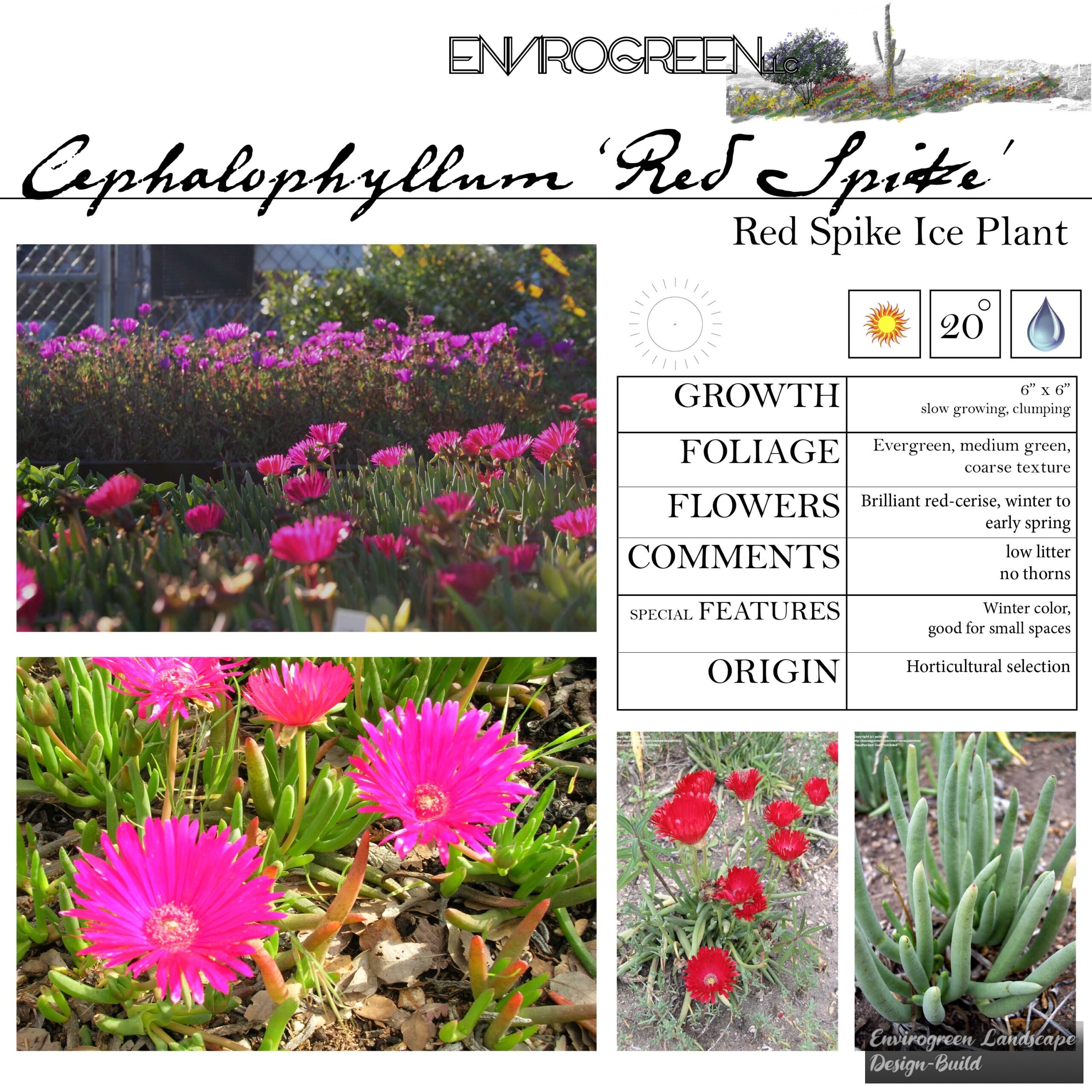 Cephalophyllum Red Spike