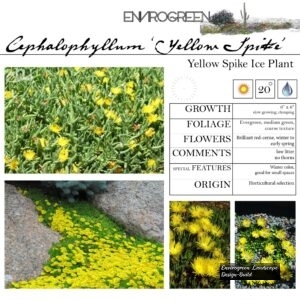 Cephalophyllum-_Yellow-Spike_-Yellow-Spike-Ice-Plant-scaled-1.jpg