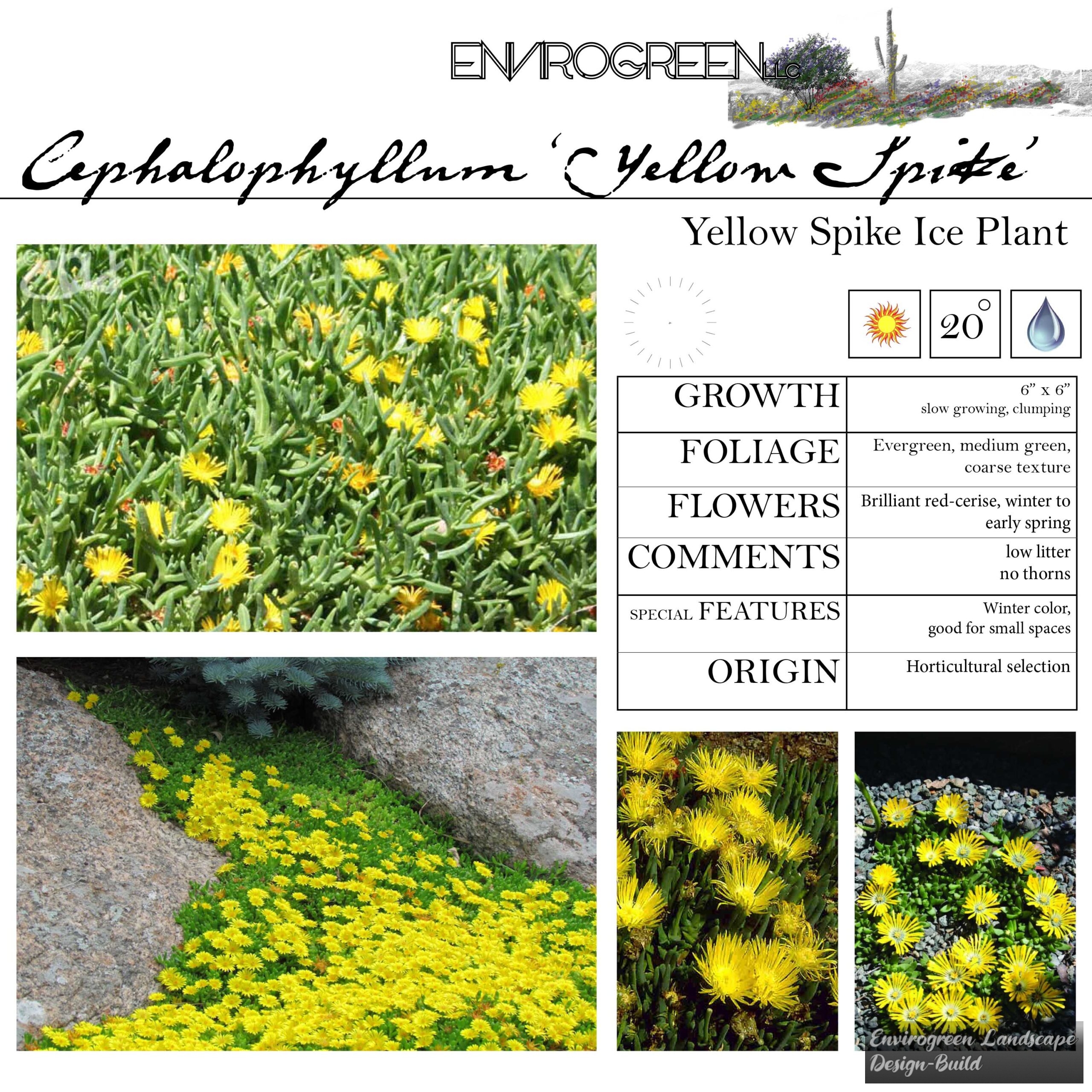 Cephalophyllum Yellow Spike