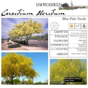 Cercidium-floridum-Blue-Palo-Verde-scaled-1.jpg