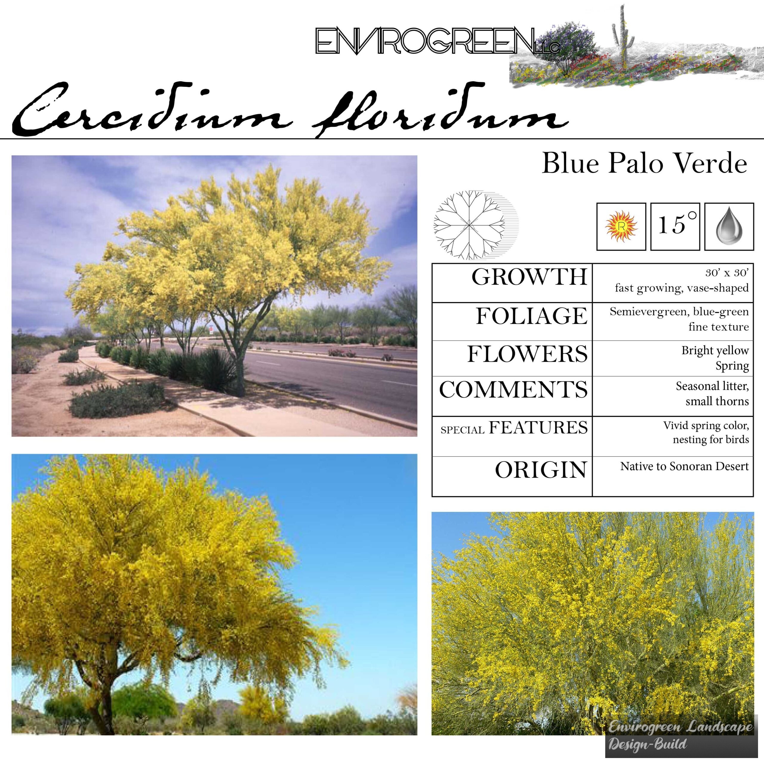 Cercidium floridum