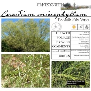 Cercidium-microphyllum-Foothills-Palo-Verde-scaled-1.jpg
