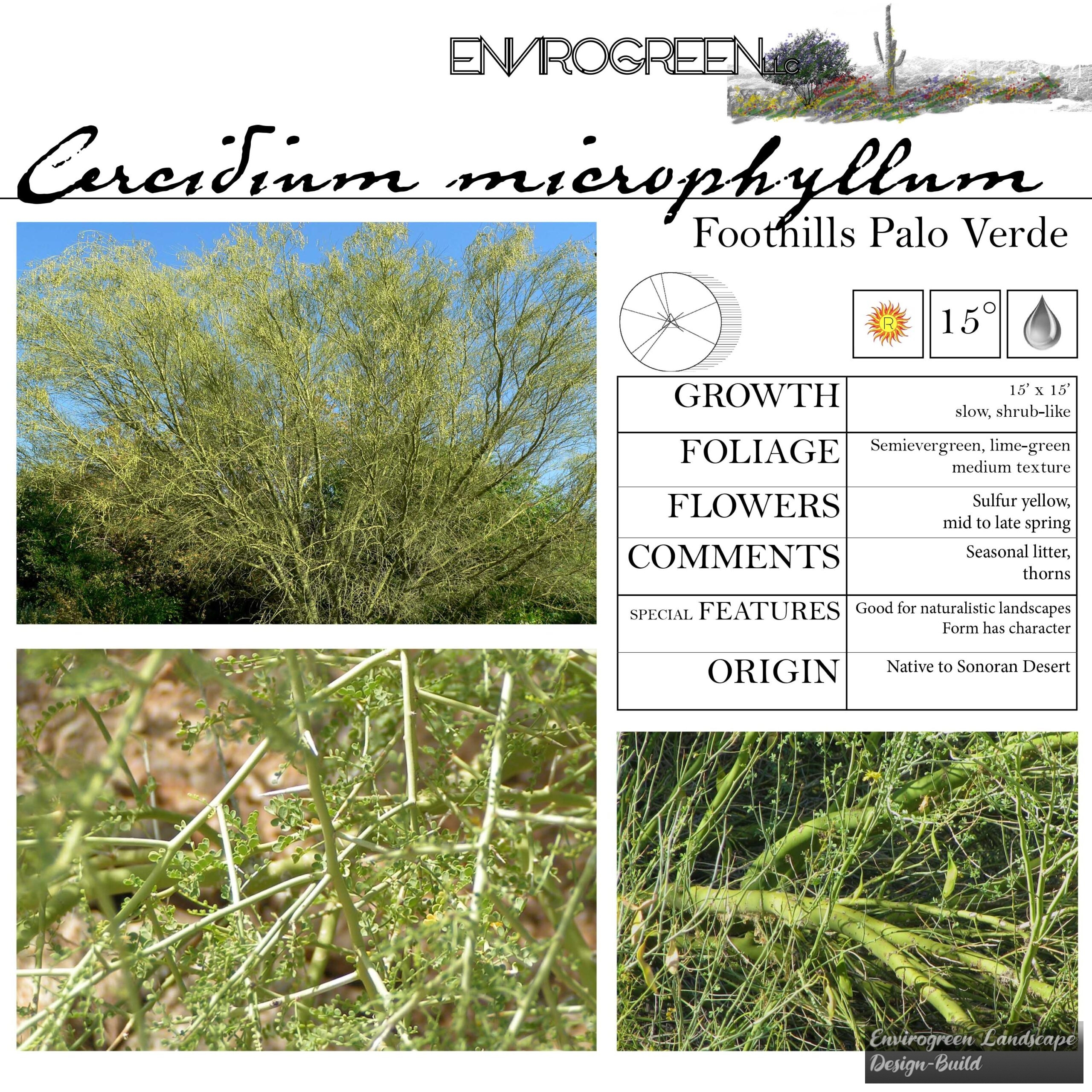 Cercidium microphyllum