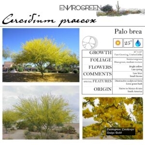 Cercidium-praecox-Palo-Brea-scaled-1.jpg