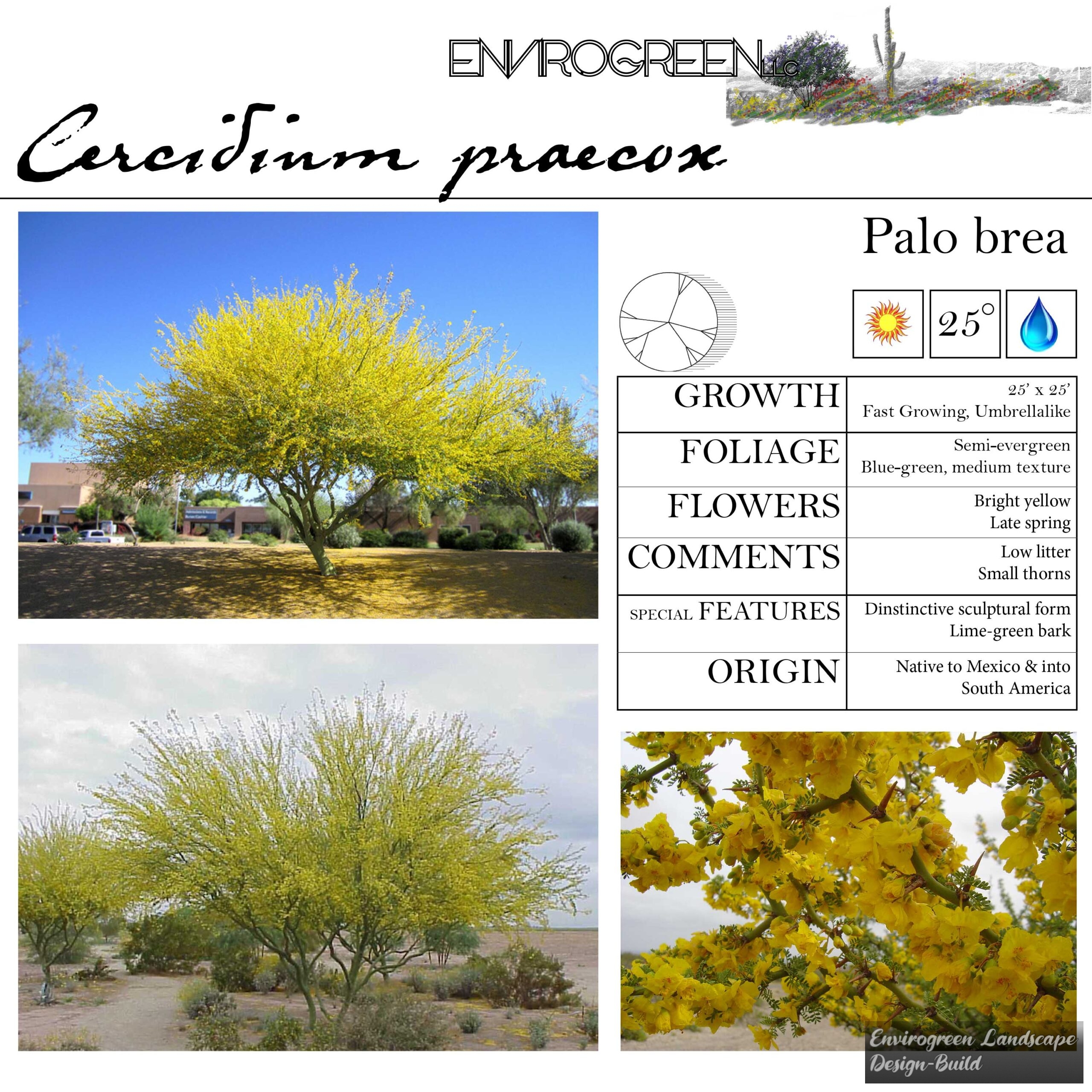 Cercidium praecox
