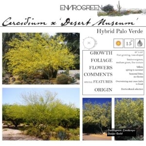 Cercidium-x-Desert-Museum-Hybrid-Palo-Verde-scaled-1.jpg