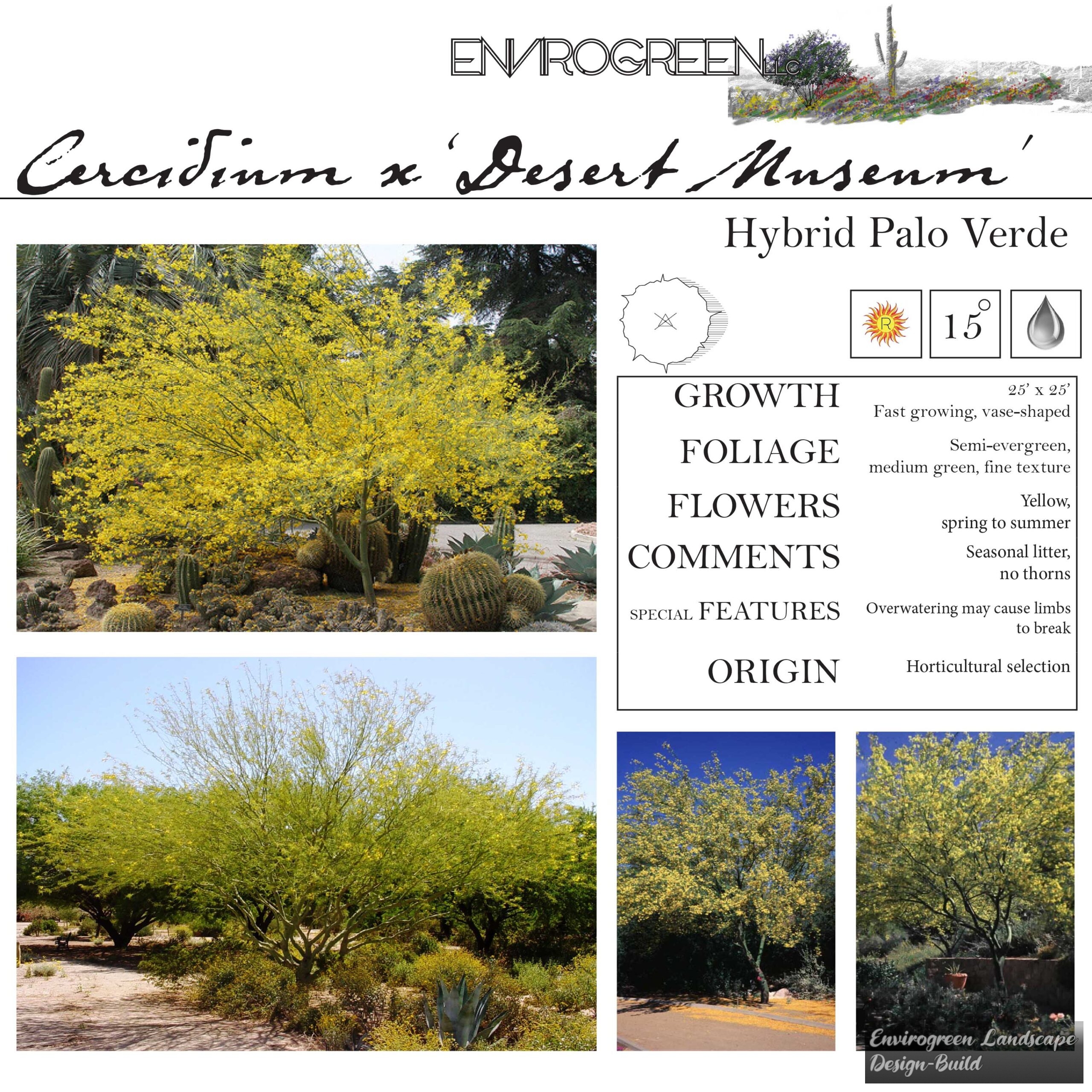 Cercidium x Desert Museum