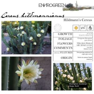 Cereus-hildmannianus-Hildmann_s-Cereus-scaled-1.jpg