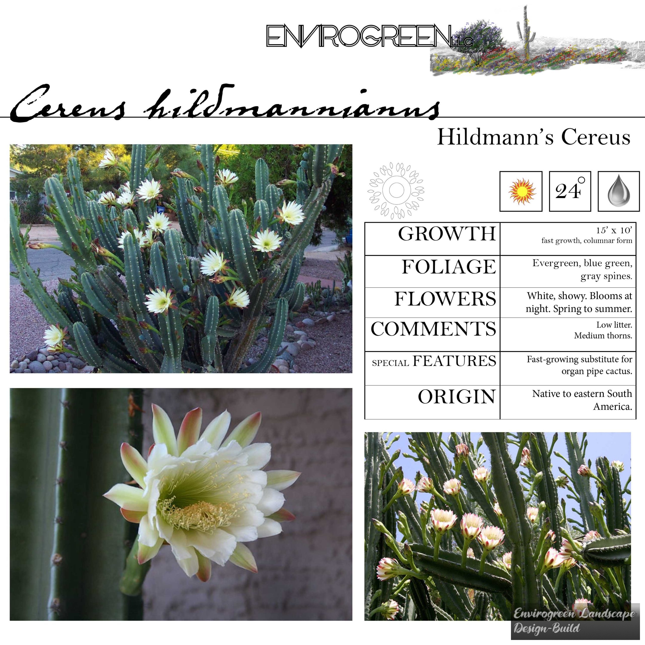 Hildmann’s Cereus