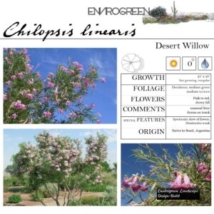 Chilopsis-linearis-Desert-Willow-scaled-1.jpg
