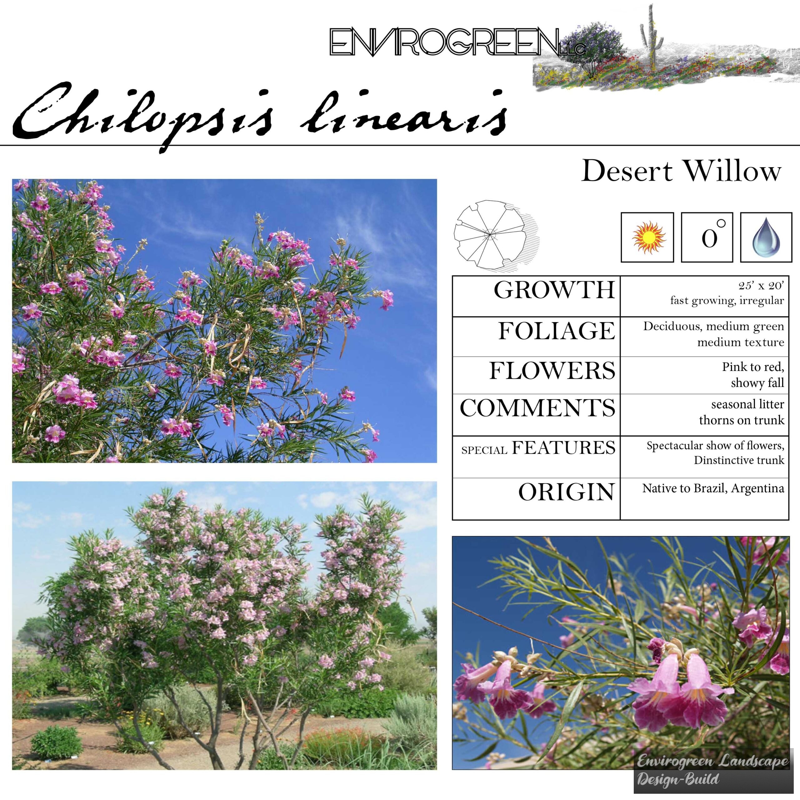 Chilopsis linearis