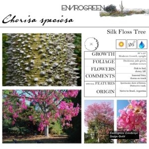 Chorisa-speciosa-Silk-Floss-Tree-scaled-1.jpg