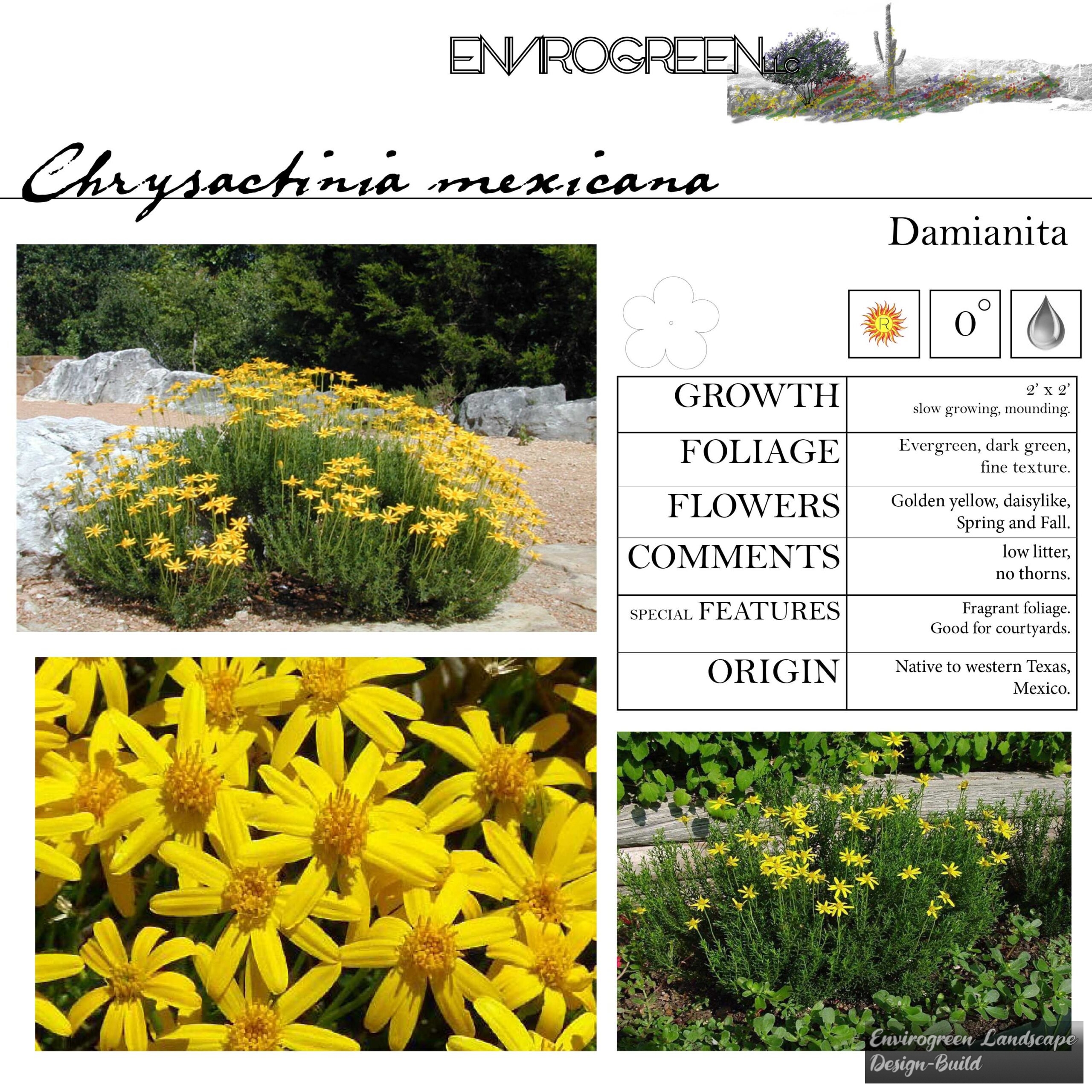 Chrysactinia mexicana