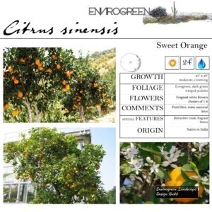 Citrus-sinensis-Sweet-Orange-scaled-1.jpg