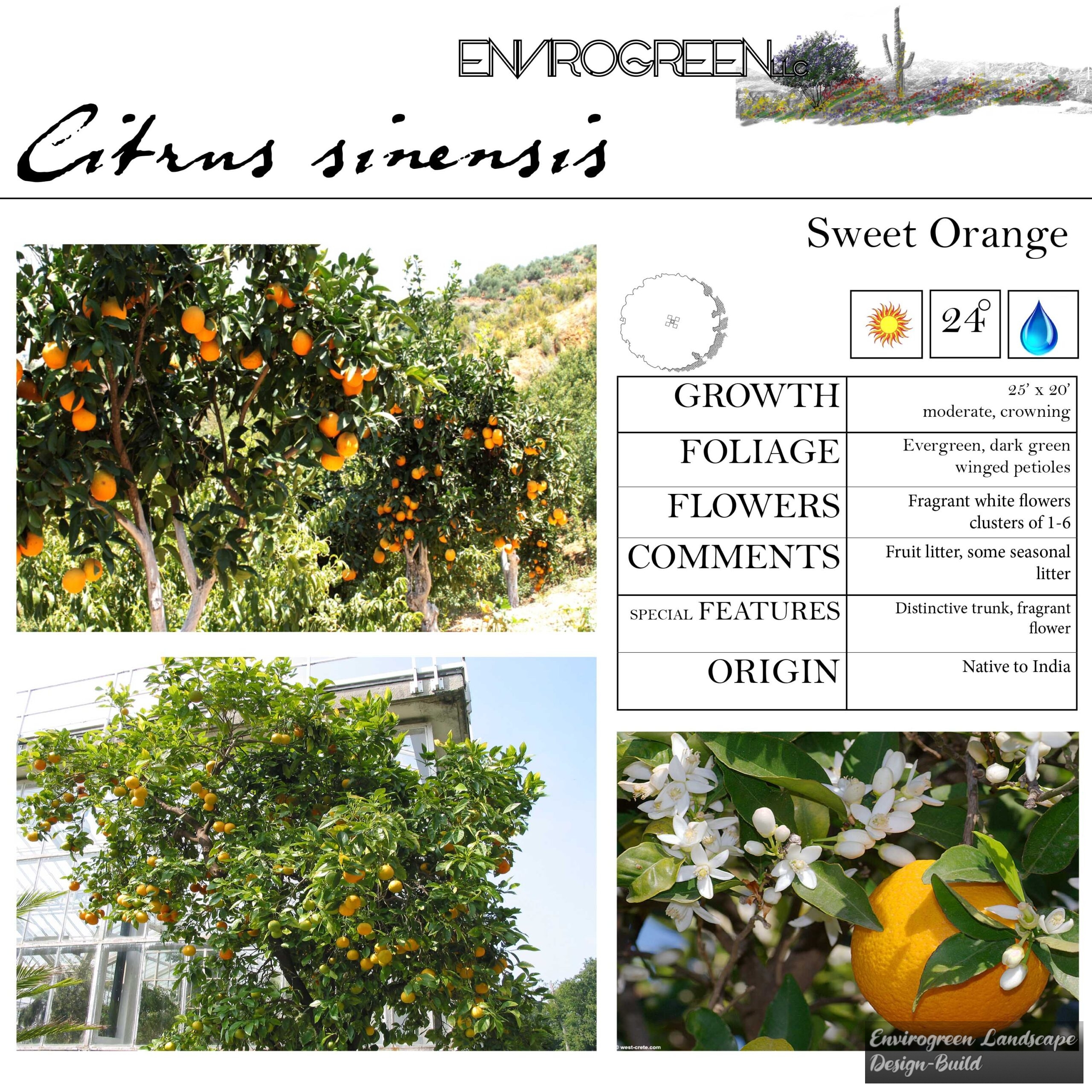 Citrus sinensis