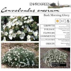 Convolvulus-cneorum-Bush-Morning-Glory-scaled-1.jpg