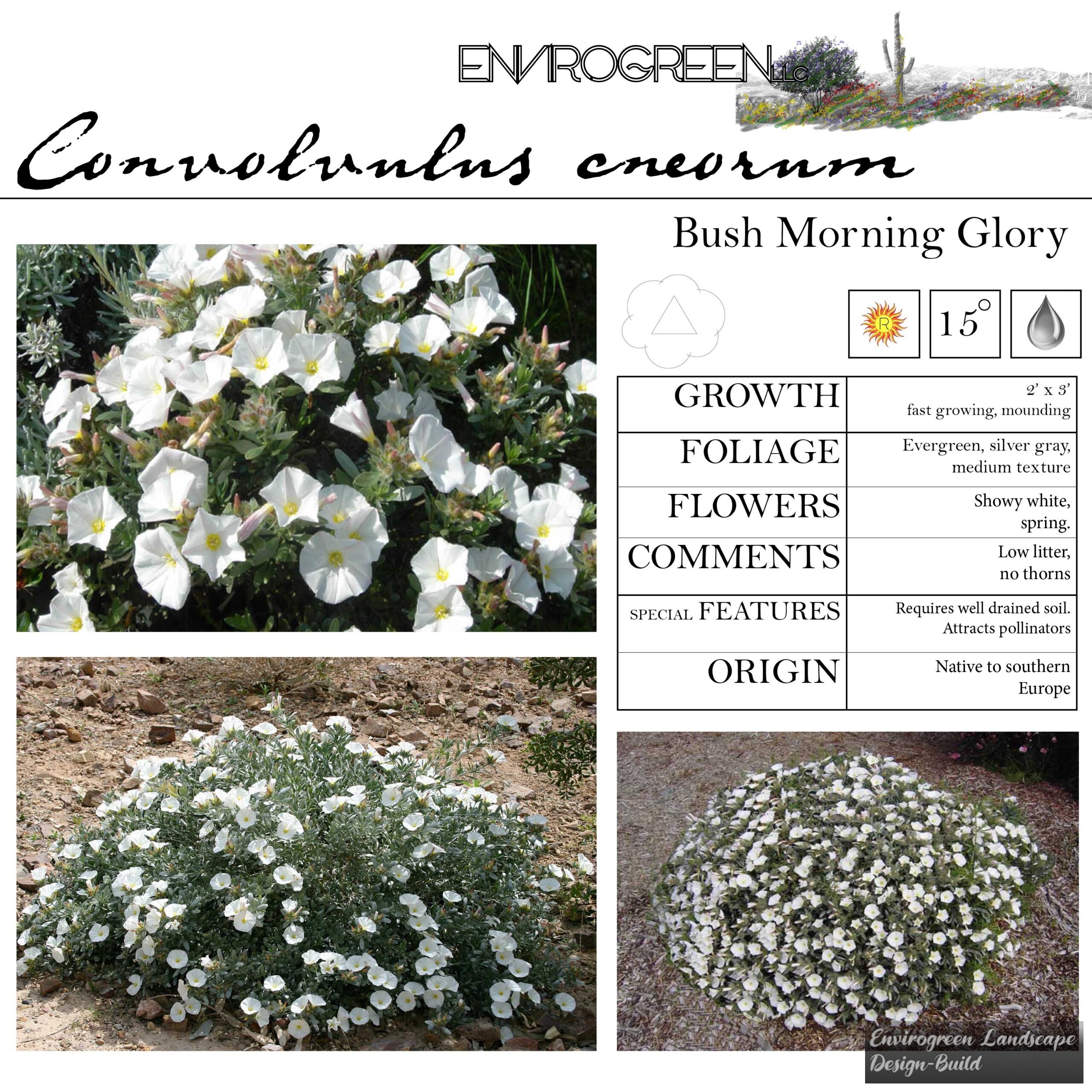 Convolvulus cneorum