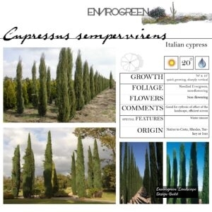 Cupressus-sempervirens-Italian-Cypress-scaled-1.jpg