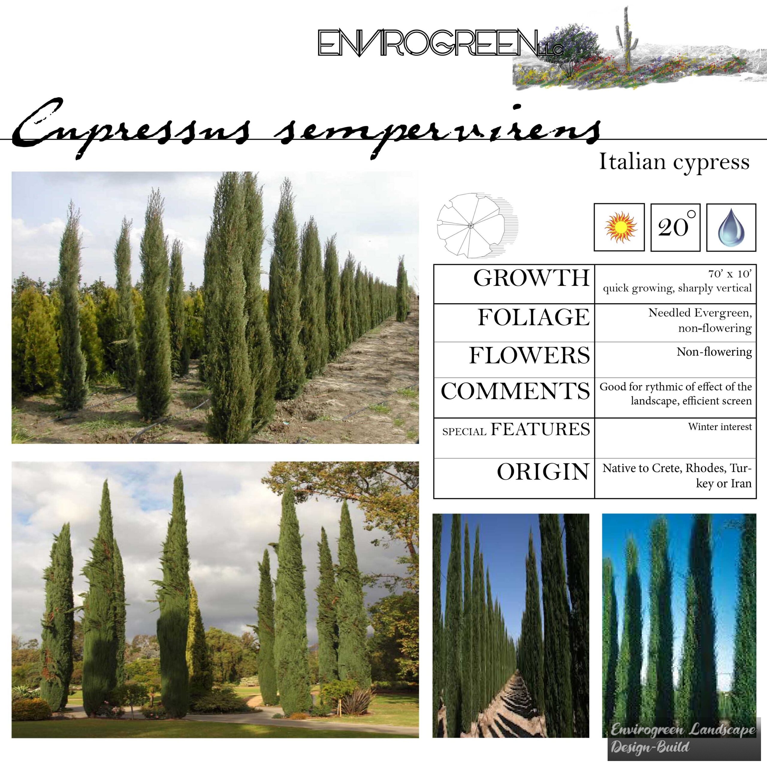 Cupressus sempervirens