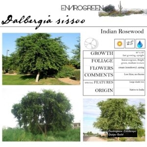 Dalbergia-sissoo-Indian-Rosewood-scaled-1.jpg