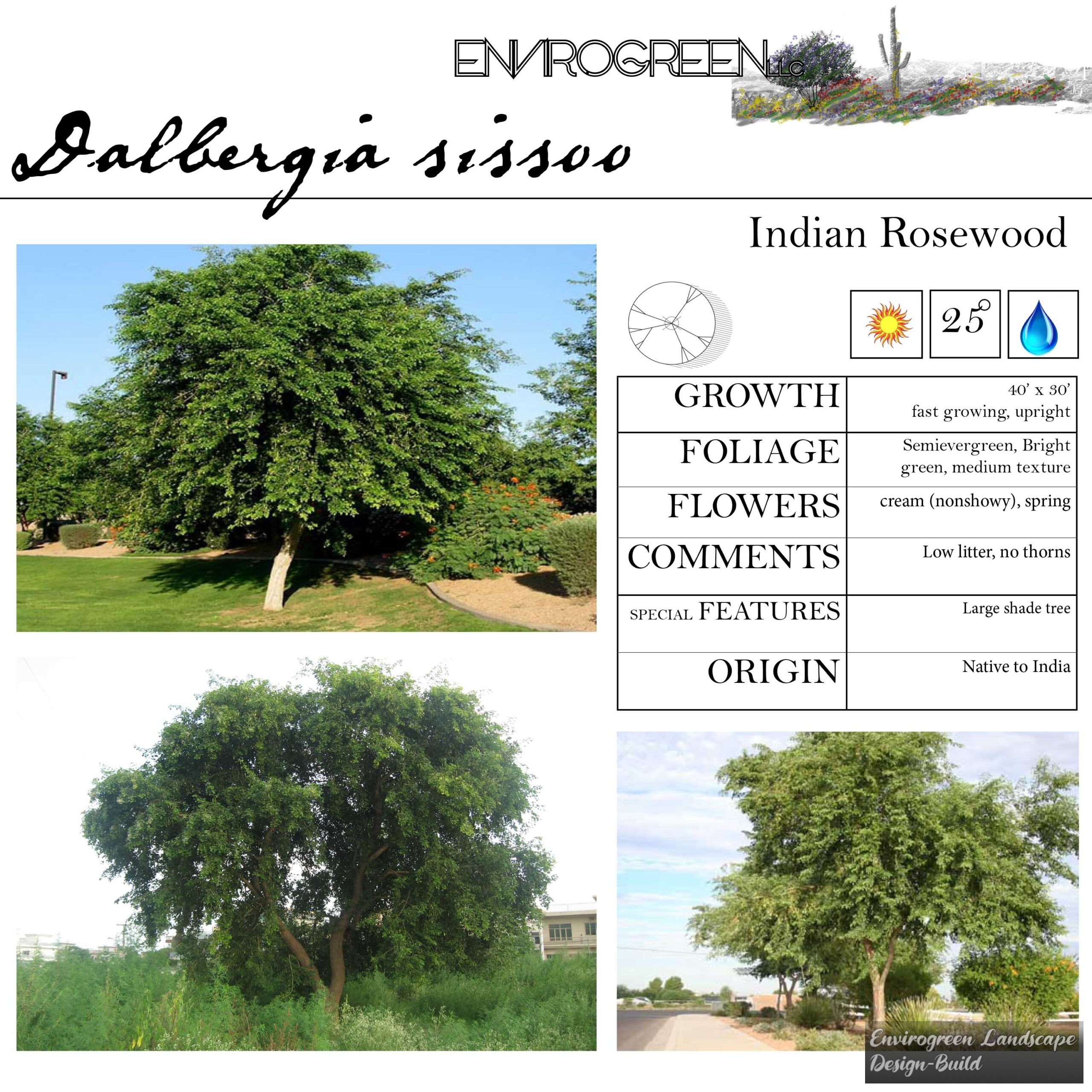 Dalbergia sissoo