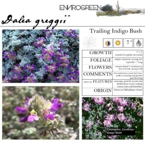 Dalea-greggii-Trailing-Indigo-Bush-scaled-1.jpg