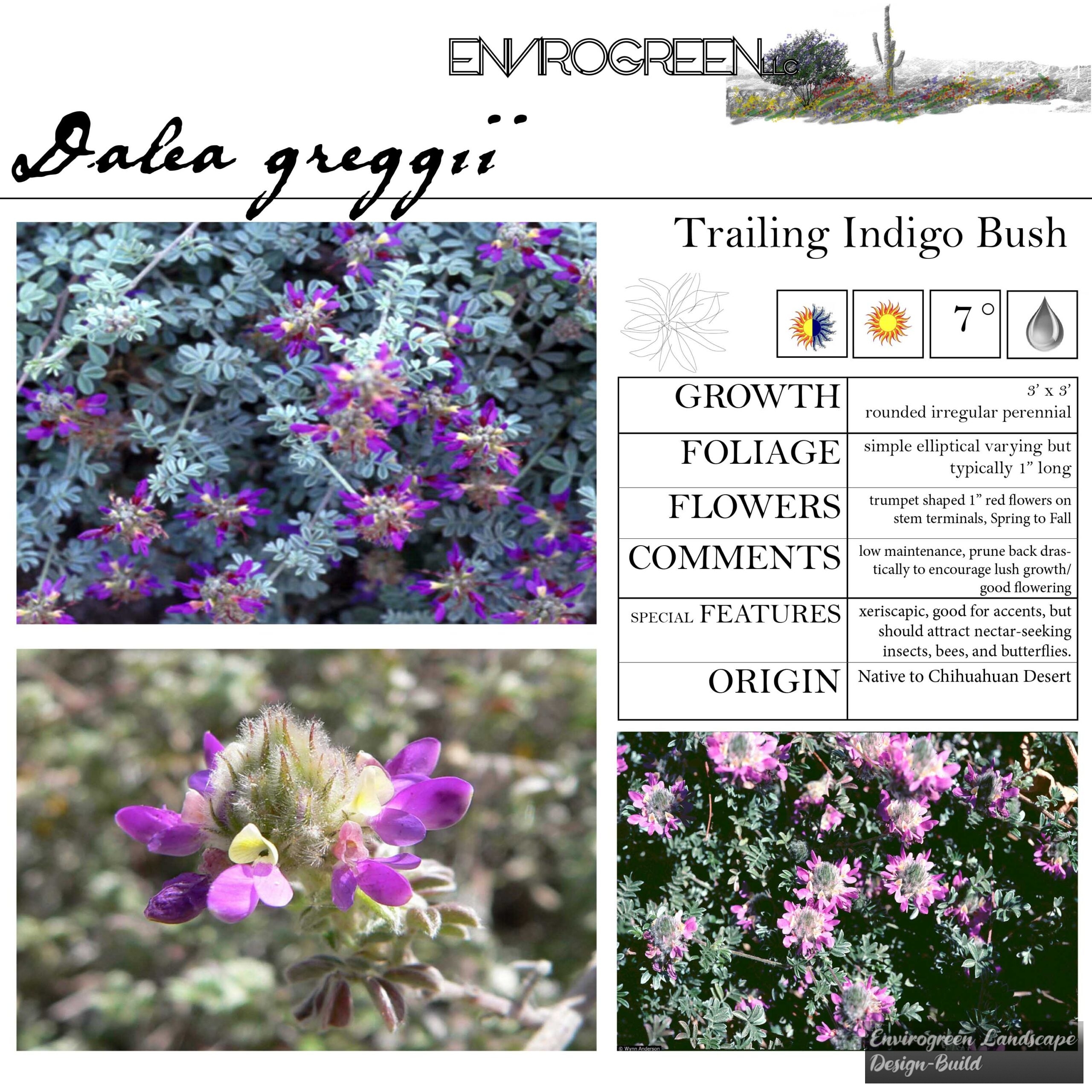 Dalea greggii