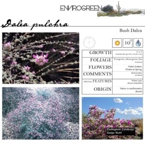 Dalea-pulchra-Bush-Dalea-scaled-1.jpg