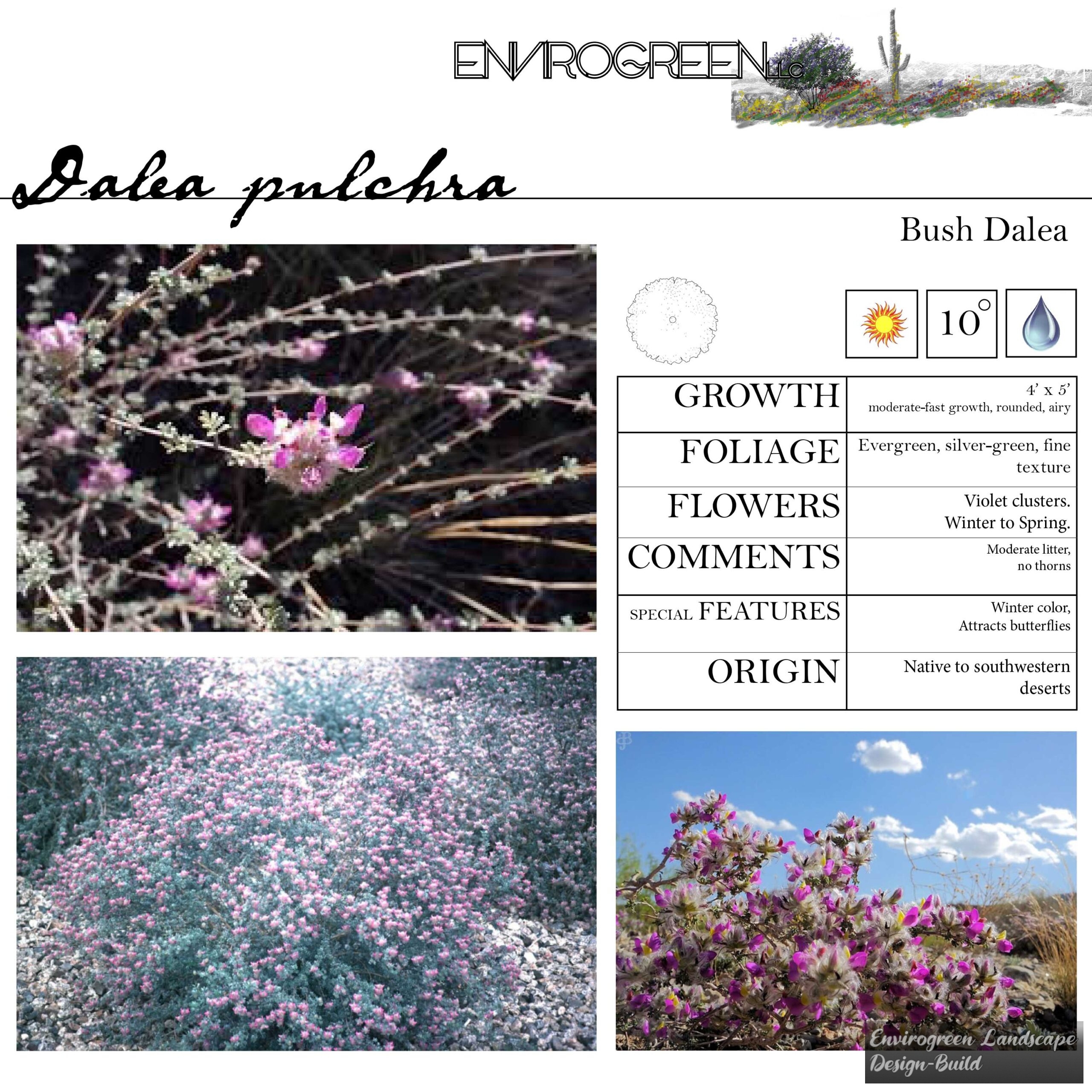 Dalea pulchra