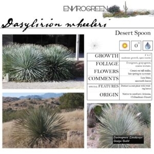 Dasylirion-wheeleri-Desert-Spoon-scaled-1.jpg