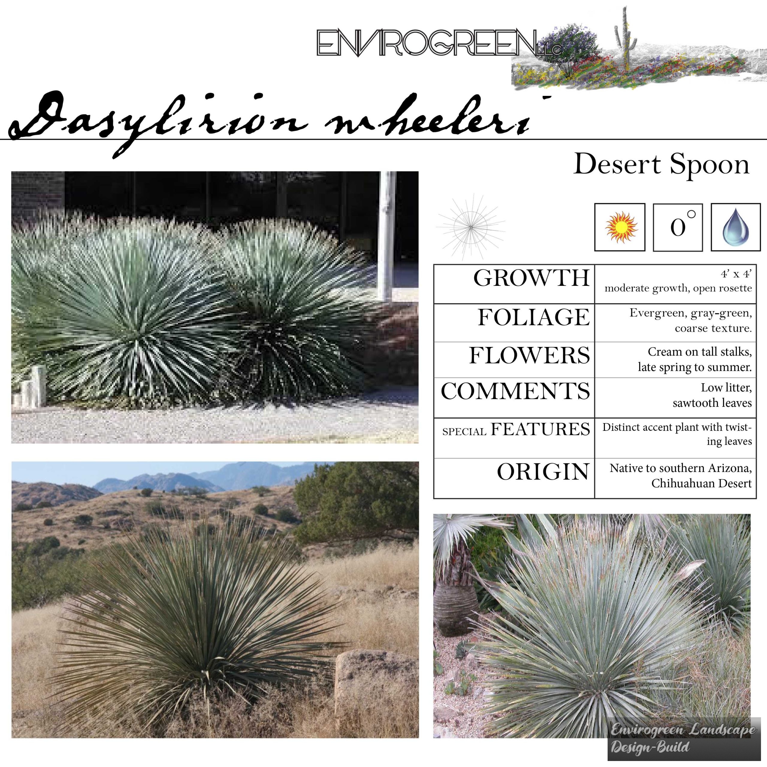 Desert Spoon