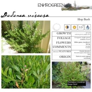 Dodonea-viscosa-Hop-Bush-scaled-1.jpg