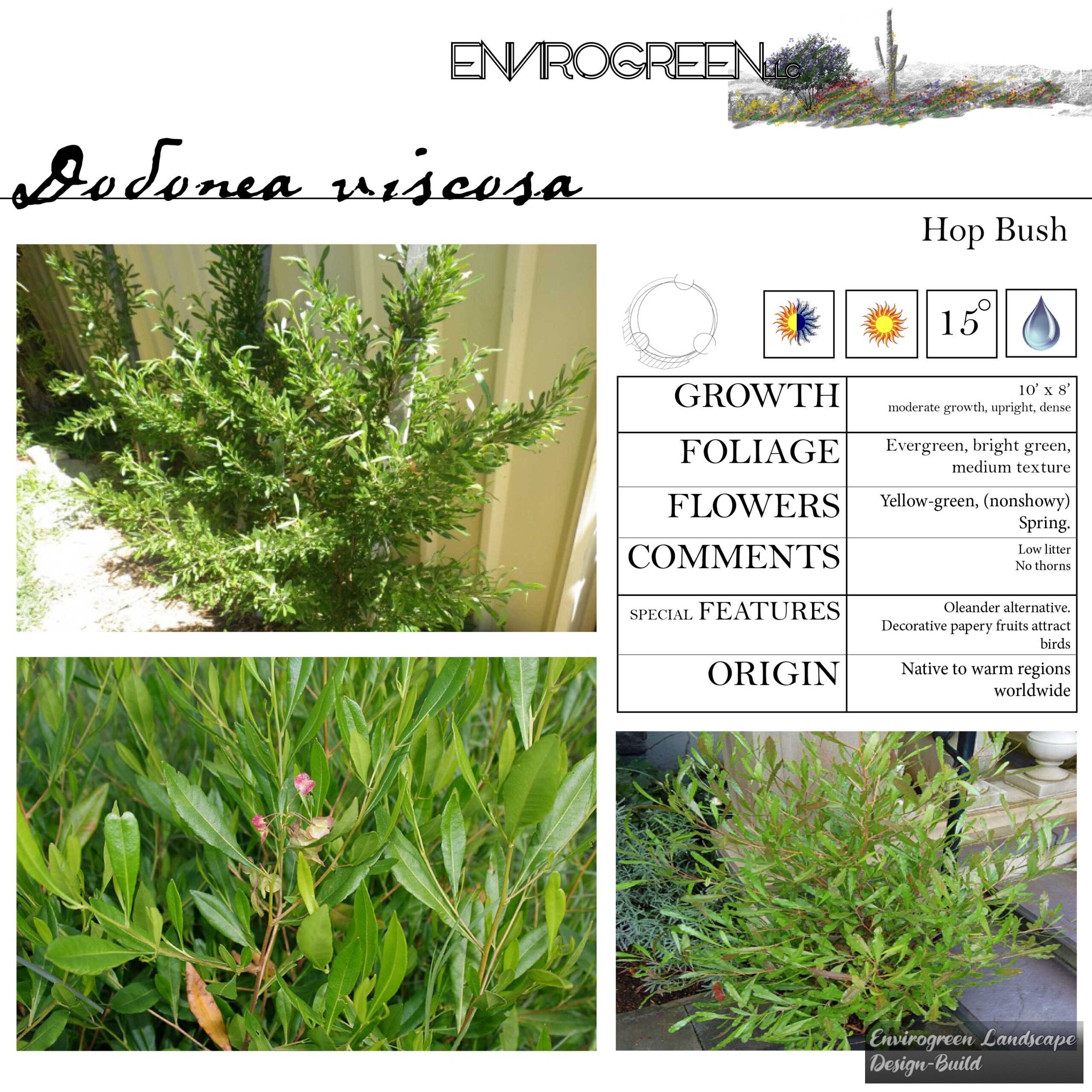 Dodonea viscosa