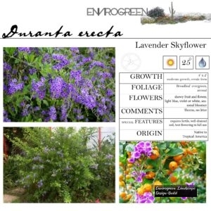 Duranta-erecta-Lavender-Skyflower-scaled-1.jpg