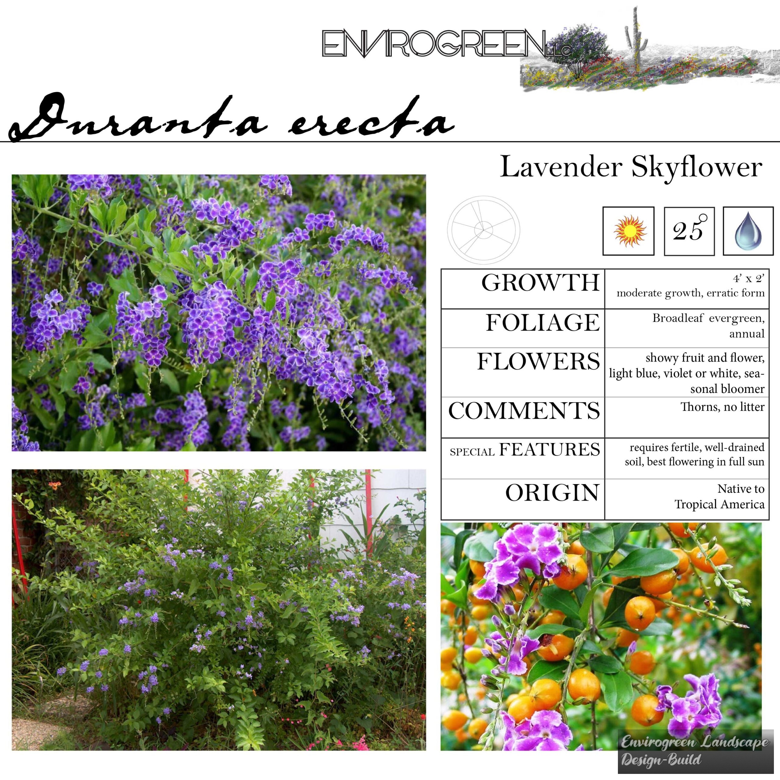 Duranta erecta