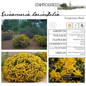 EPA-Ericameria-laricifolia-Turpentine-Bush-scaled-1.jpg