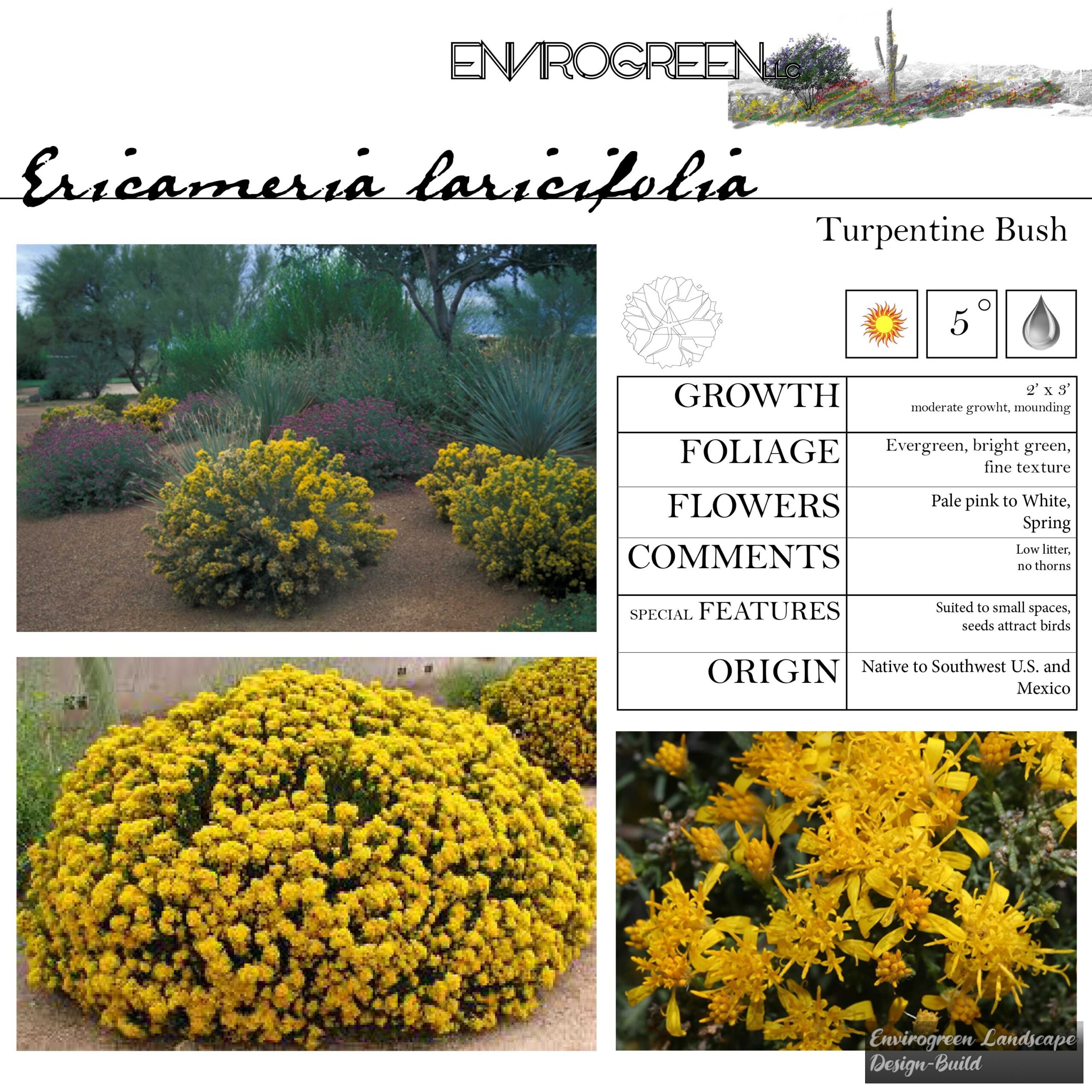 EPA Ericameria laricifolia